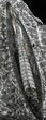 Polished Orthoceras (Cephalopod) Plate - #27235-1